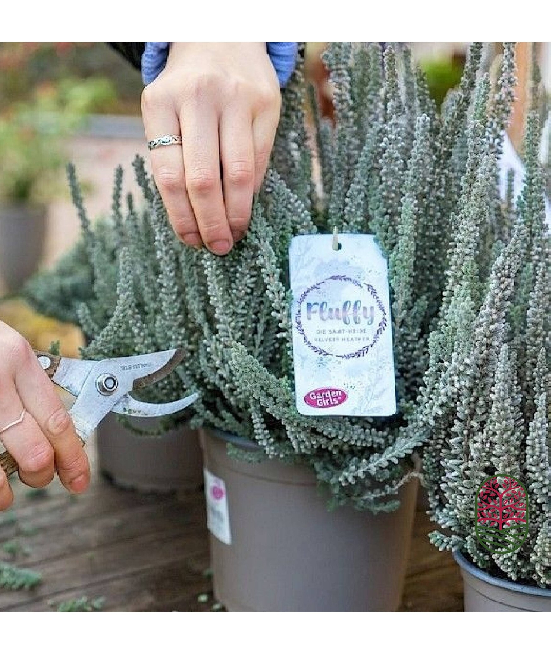 Struikheide | Calluna vulgaris. 'Fluffy' P11