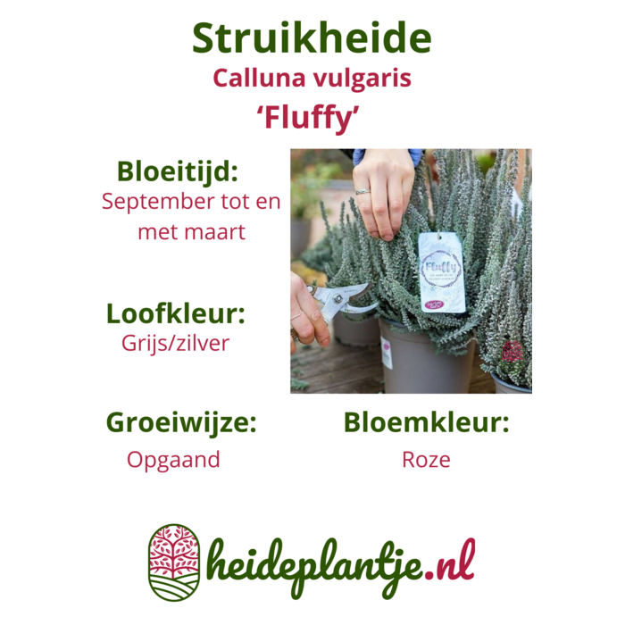 Struikheide | Calluna vulgaris. 'Fluffy' P11