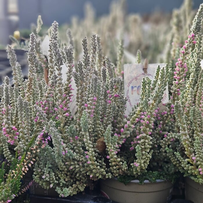 Struikheide | Calluna vulgaris. 'Fluffy' P11