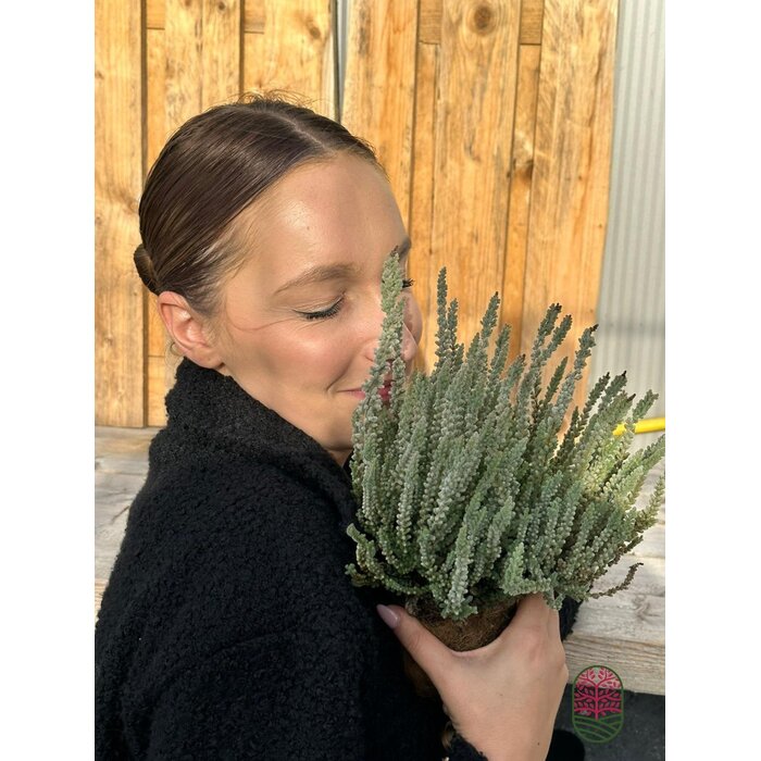 Struikheide | Calluna vulgaris. 'Fluffy' P11