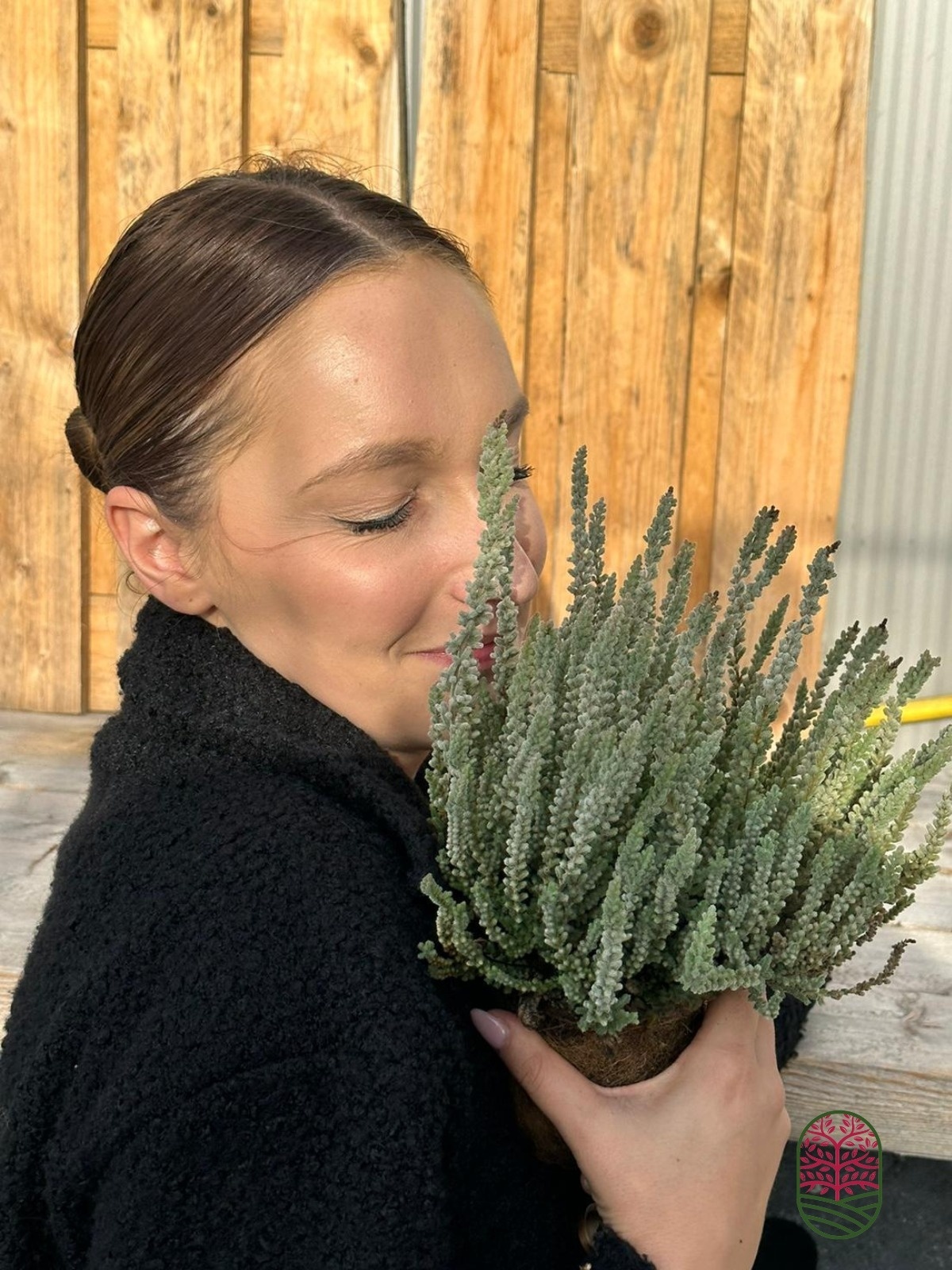 Struikheide | Calluna vulgaris. 'Fluffy' P11