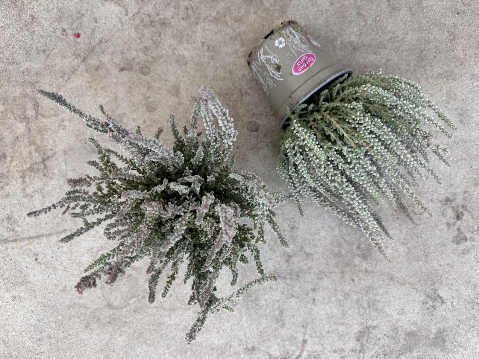 Struikheide | Calluna vulgaris. 'Fluffy' P11