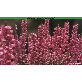 Struikheide | Calluna vulgaris. 'Marcelita' P10,5