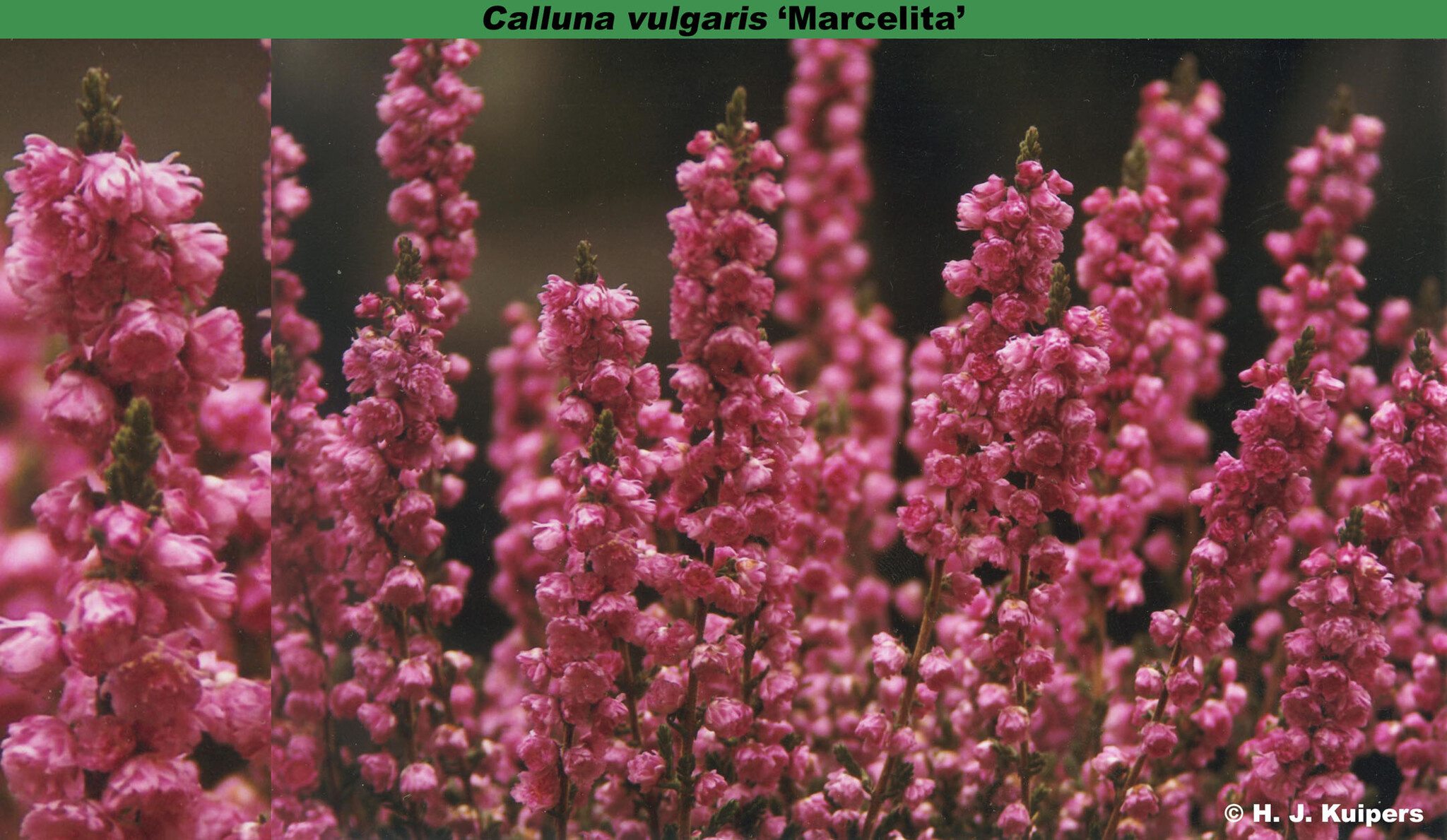 Struikheide | Calluna vulgaris. 'Marcelita' P10,5