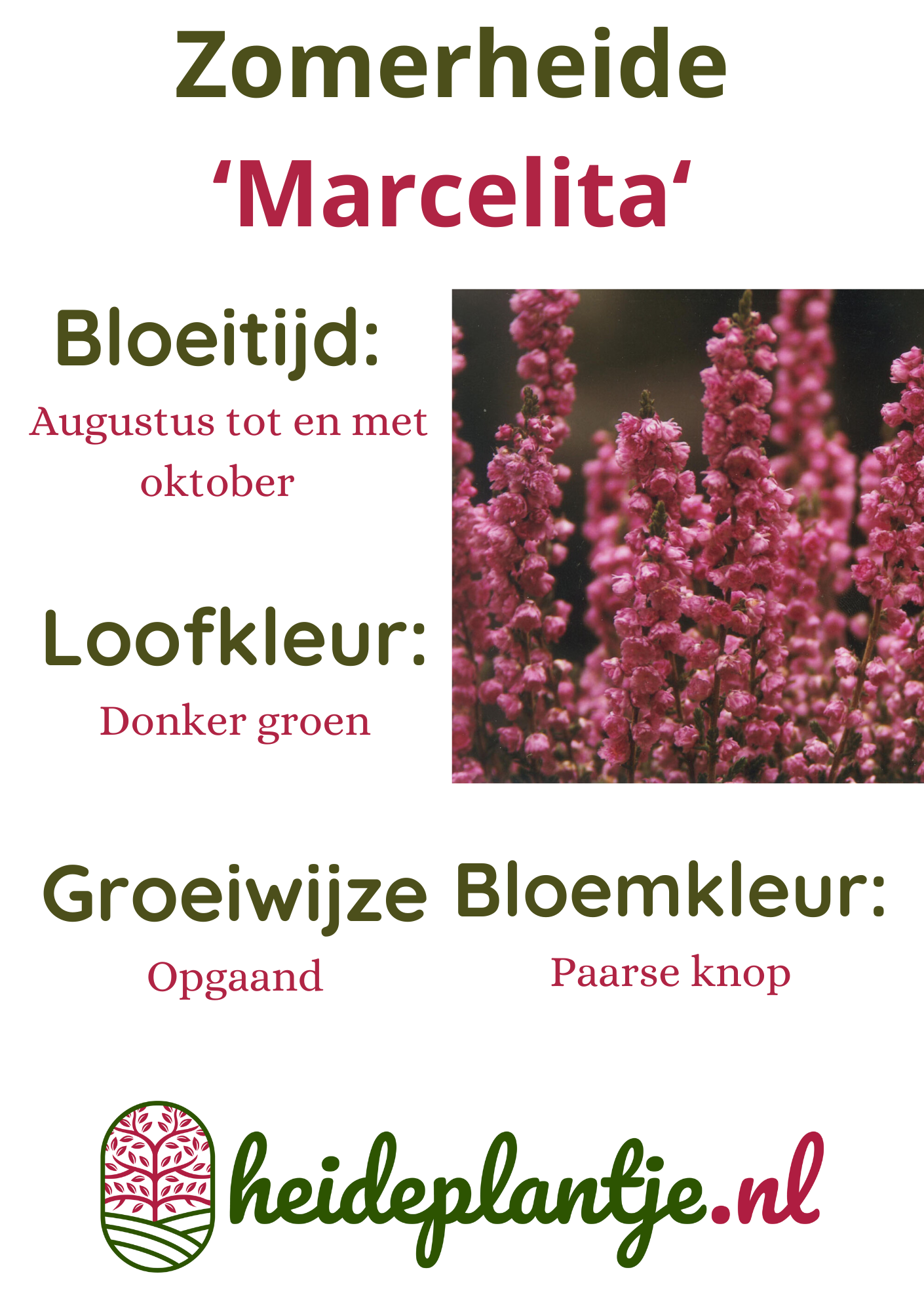 Struikheide | Calluna vulgaris. 'Marcelita' P10,5