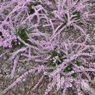 Struikheide | Calluna vulgaris. 'Elsie Purnell' P9,5