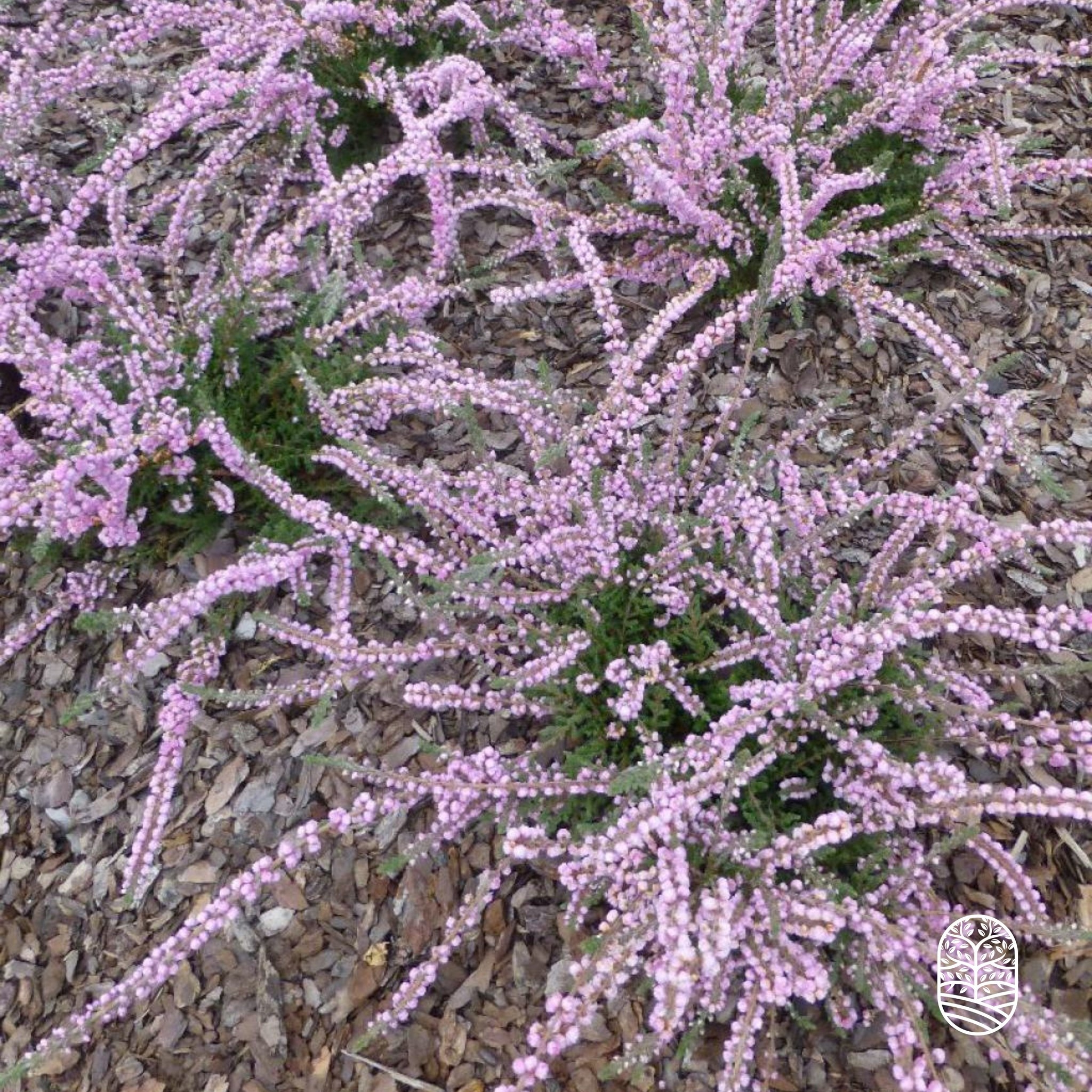 Struikheide | Calluna vulgaris. 'Elsie Purnell' P9,5