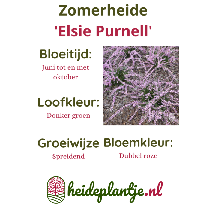 Struikheide | Calluna vulgaris. 'Elsie Purnell' P9,5