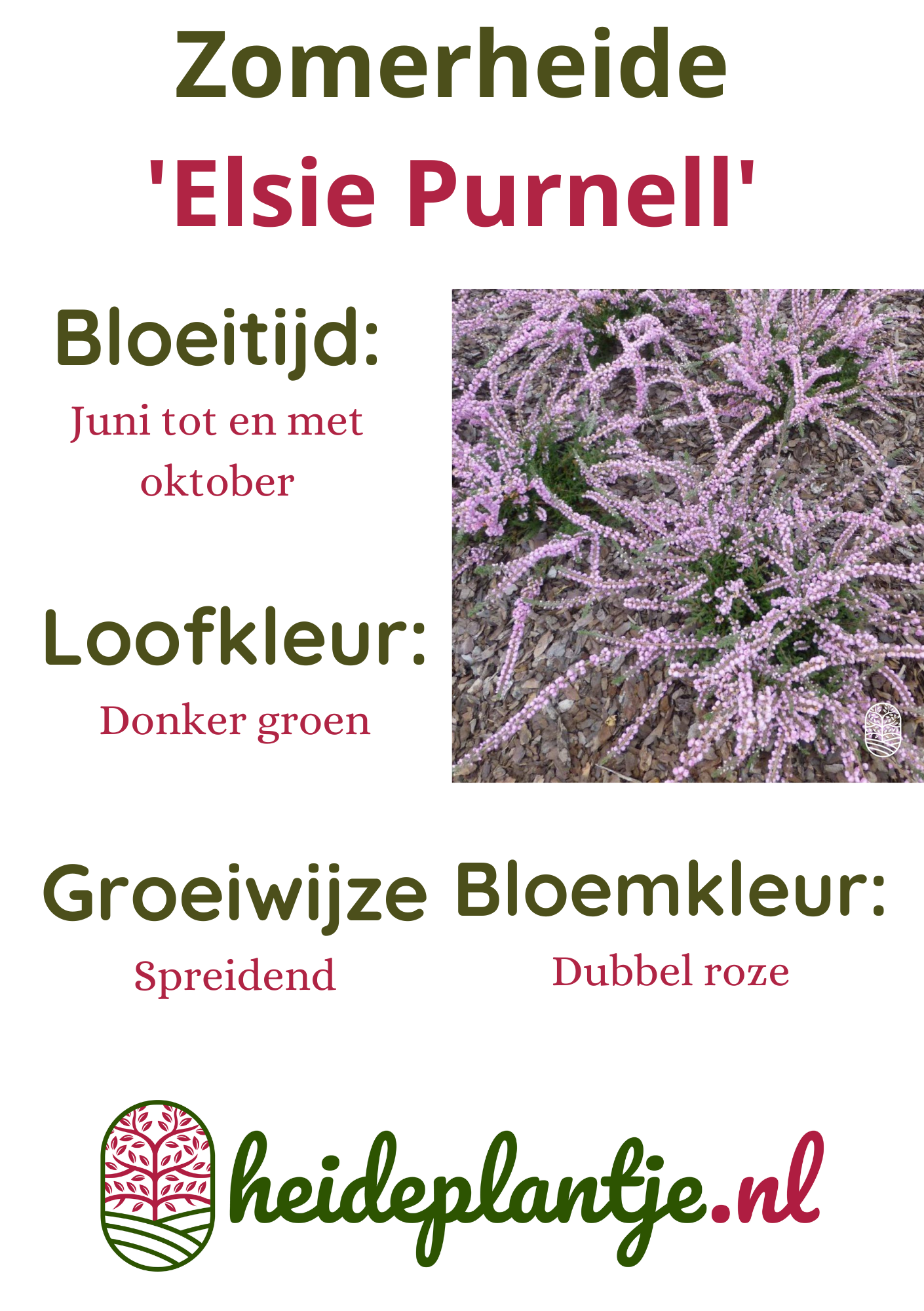 Struikheide | Calluna vulgaris. 'Elsie Purnell' P9,5