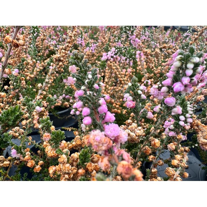Struikheide | Calluna vulgaris. 'Elsie Purnell' P9,5