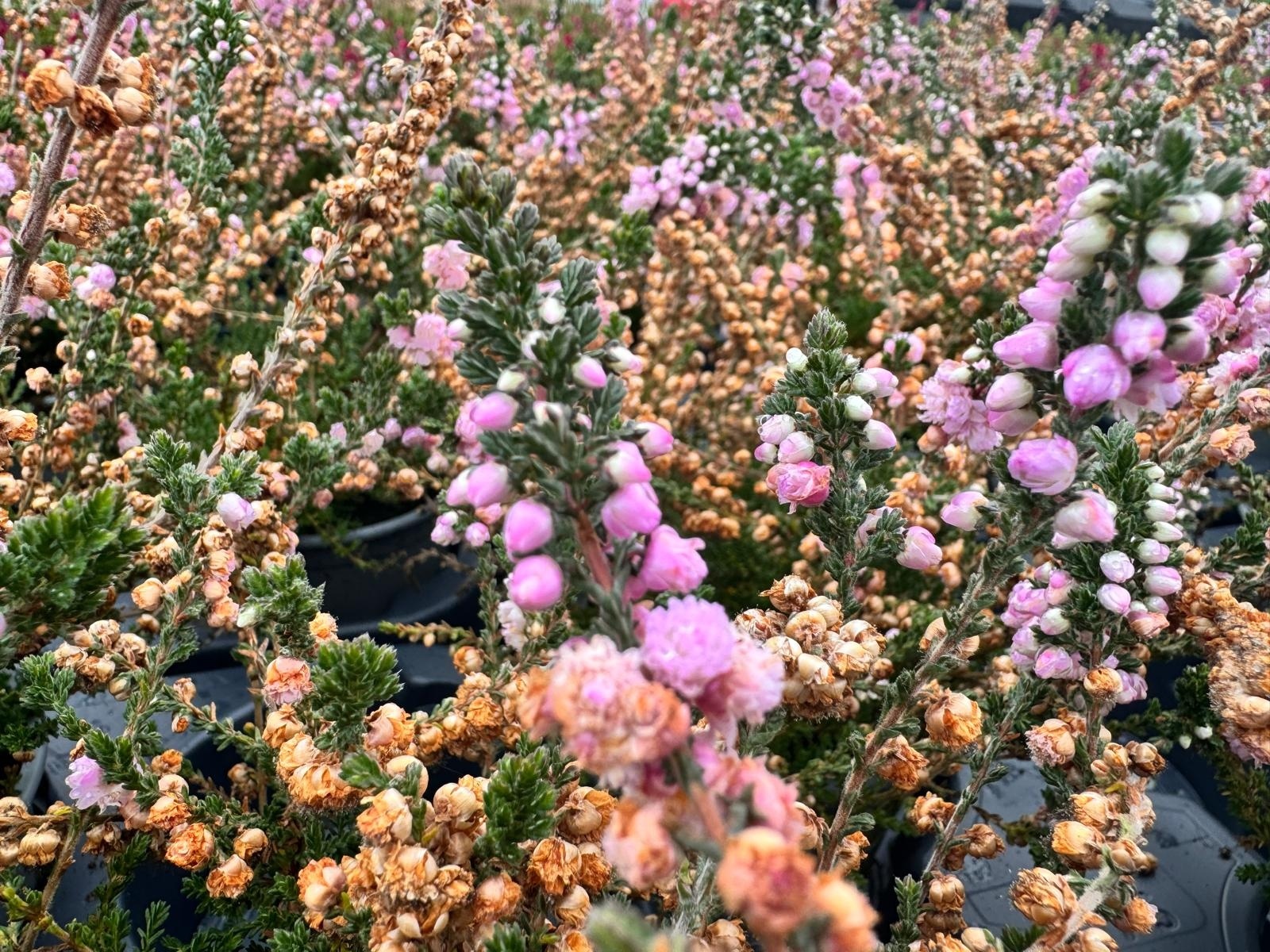 Struikheide | Calluna vulgaris. 'Elsie Purnell' P9,5