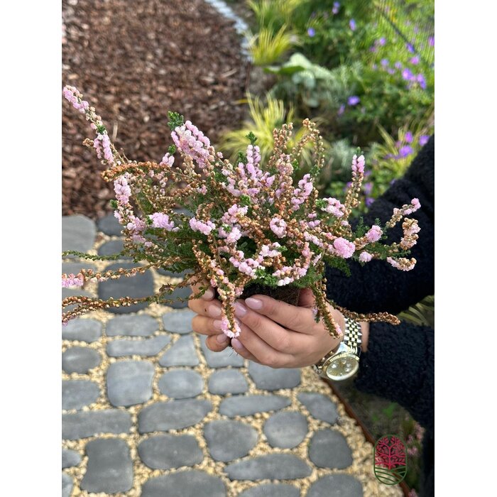 Struikheide | Calluna vulgaris. 'Elsie Purnell' P9,5