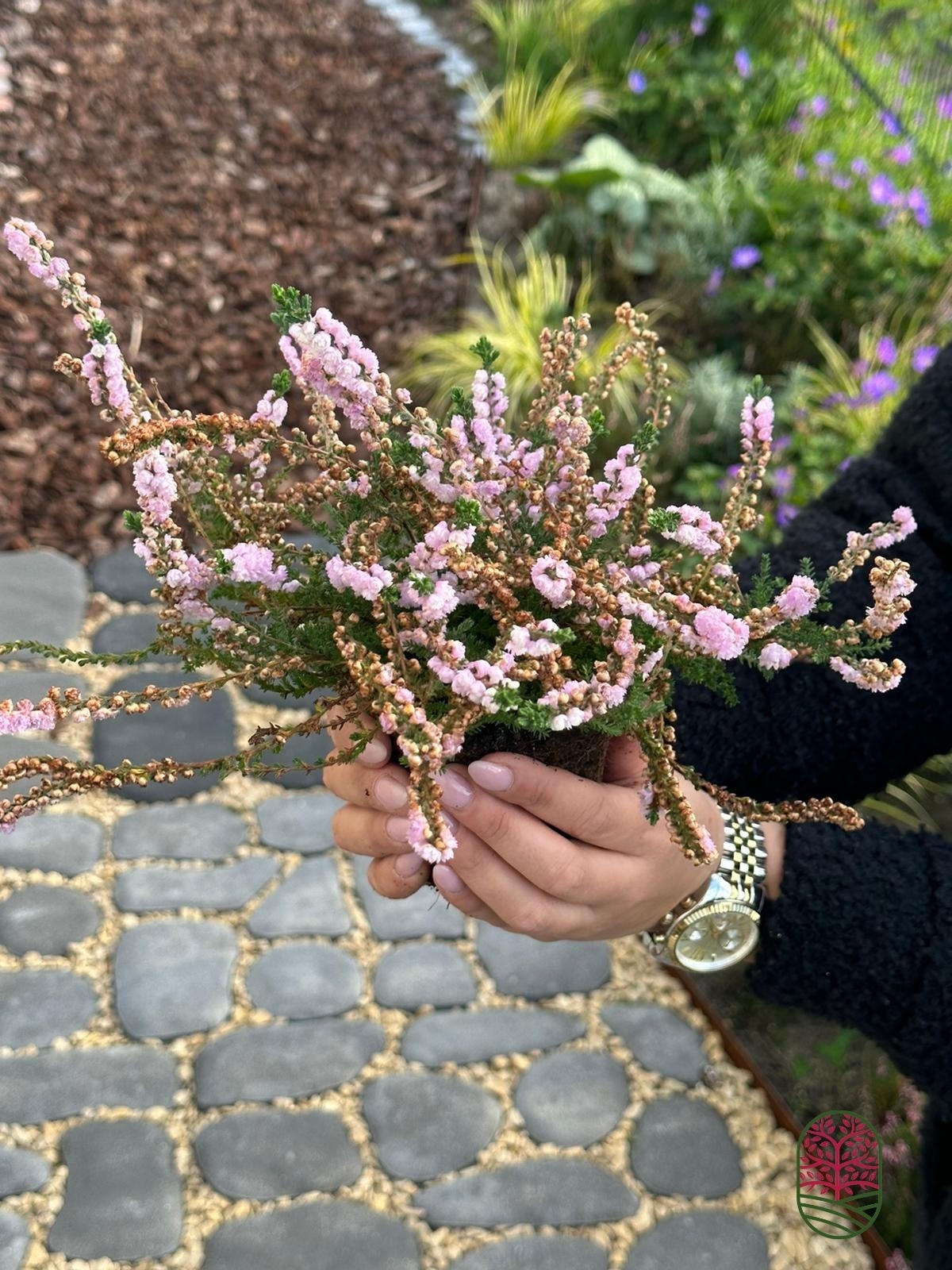 Struikheide | Calluna vulgaris. 'Elsie Purnell' P9,5