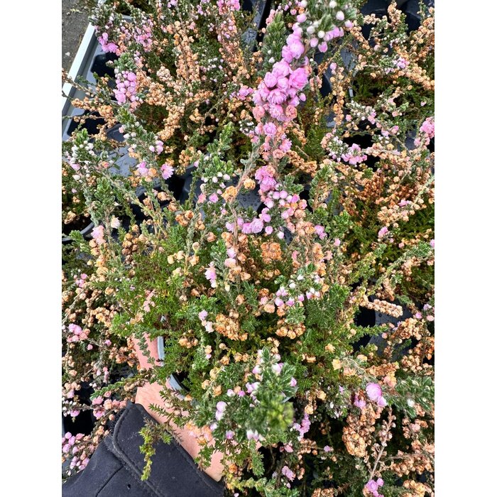 Struikheide | Calluna vulgaris. 'Elsie Purnell' P9,5