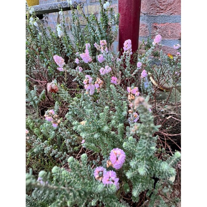 Struikheide | Calluna vulgaris. 'Elsie Purnell' P9,5