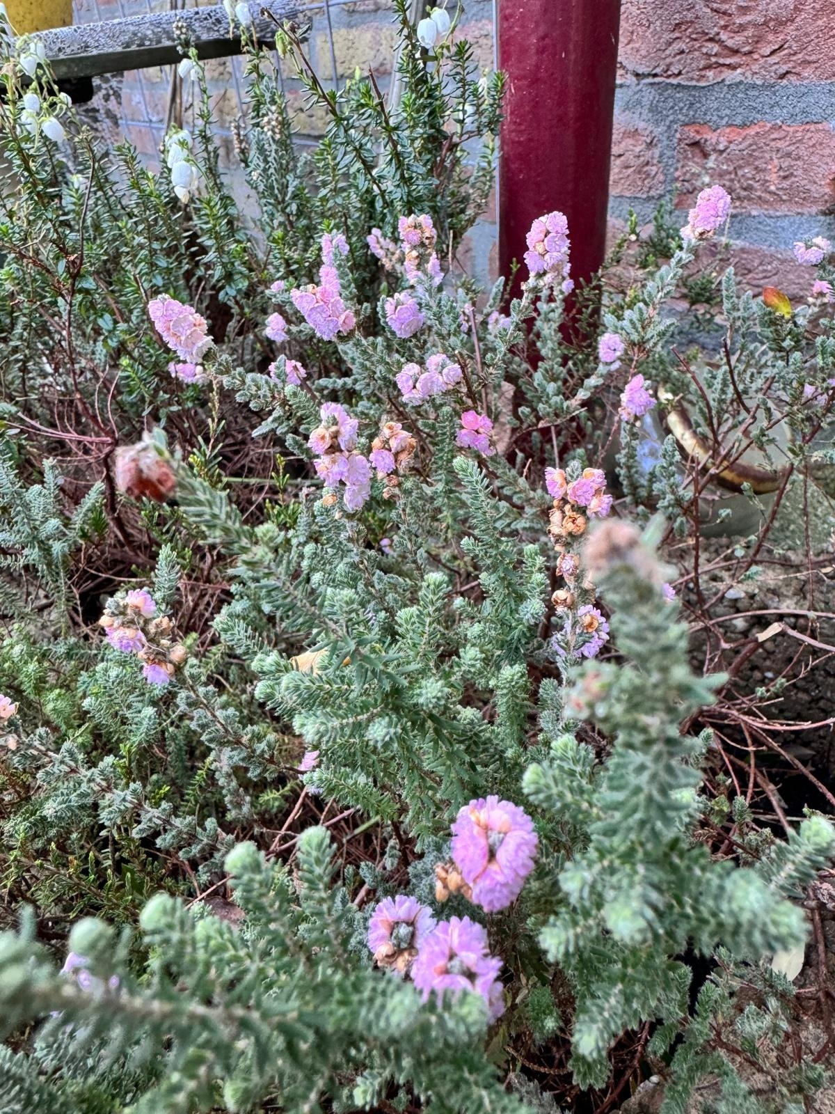 Struikheide | Calluna vulgaris. 'Elsie Purnell' P9,5