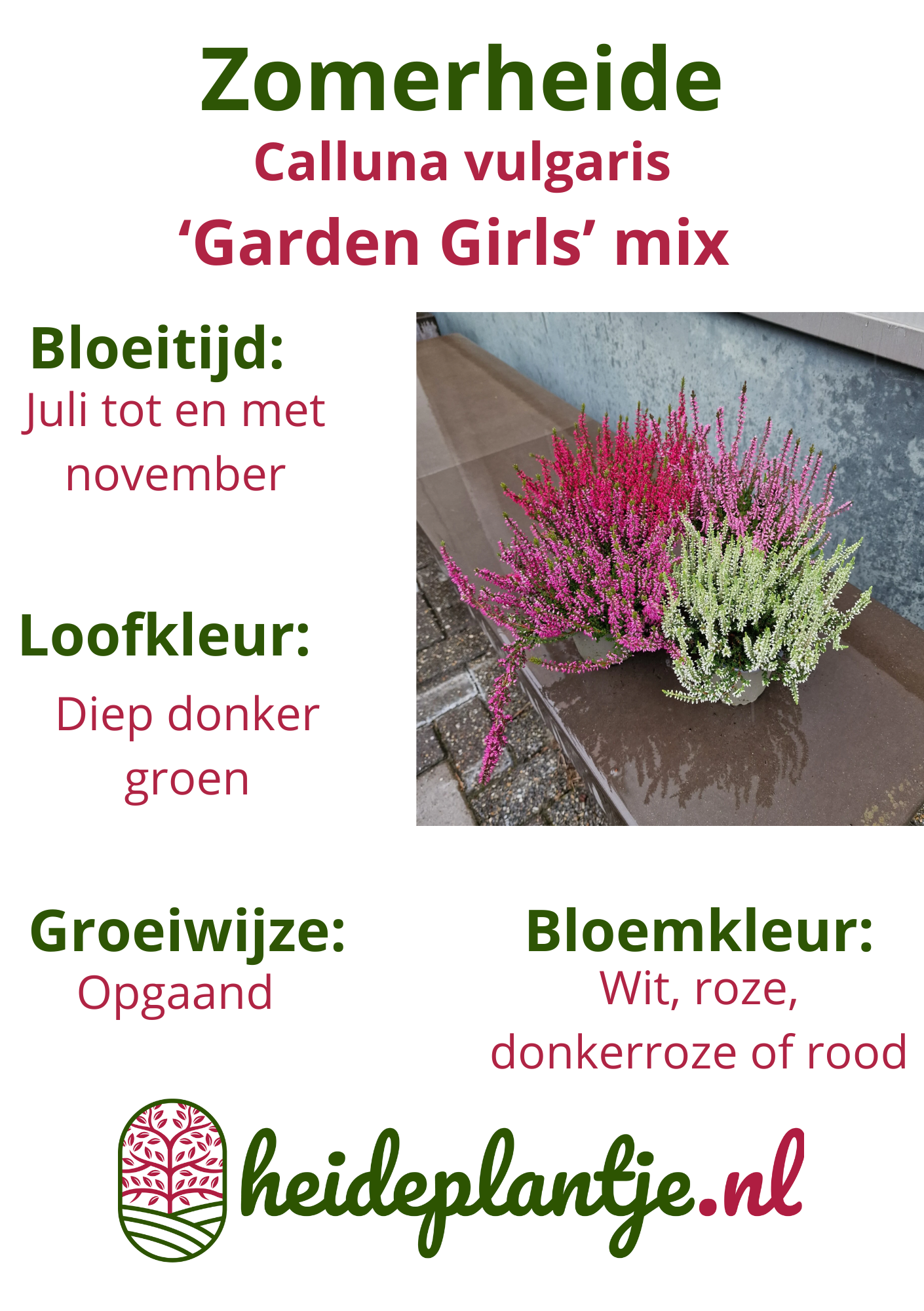 Calluna vulgaris. 'Garden Girls' mix  10/15cm P11