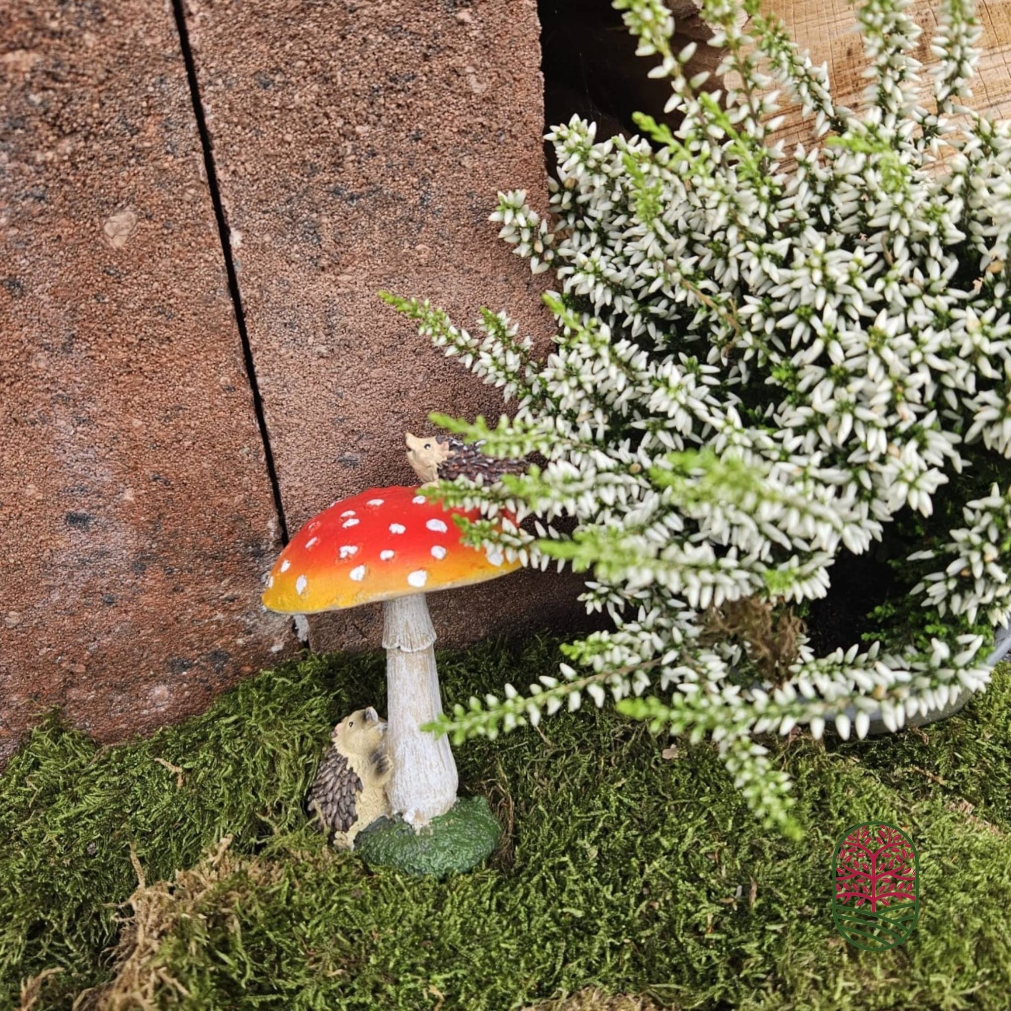 Calluna vulgaris. 'Garden Girls' mix  10/15cm P11