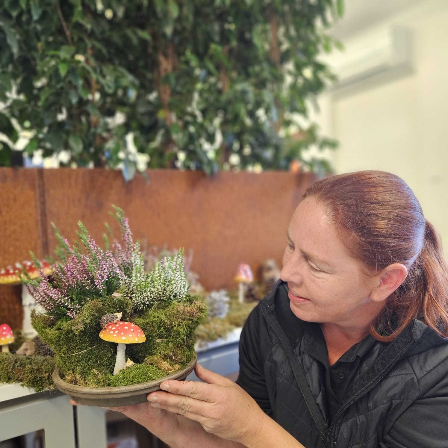 Calluna vulgaris. 'Garden Girls' mix  10/15cm P11