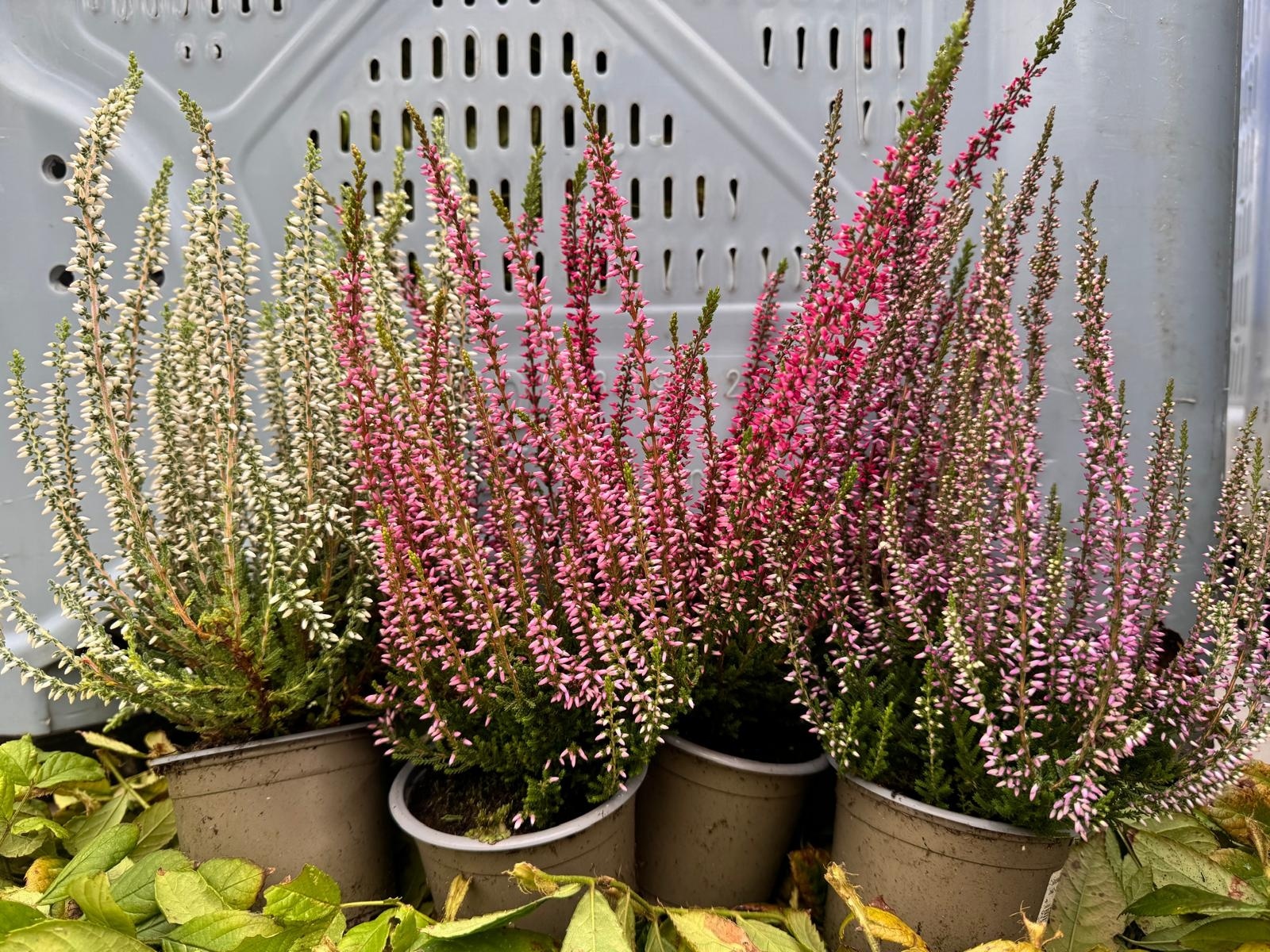 Calluna vulgaris. 'Garden Girls' mix  10/15cm P11