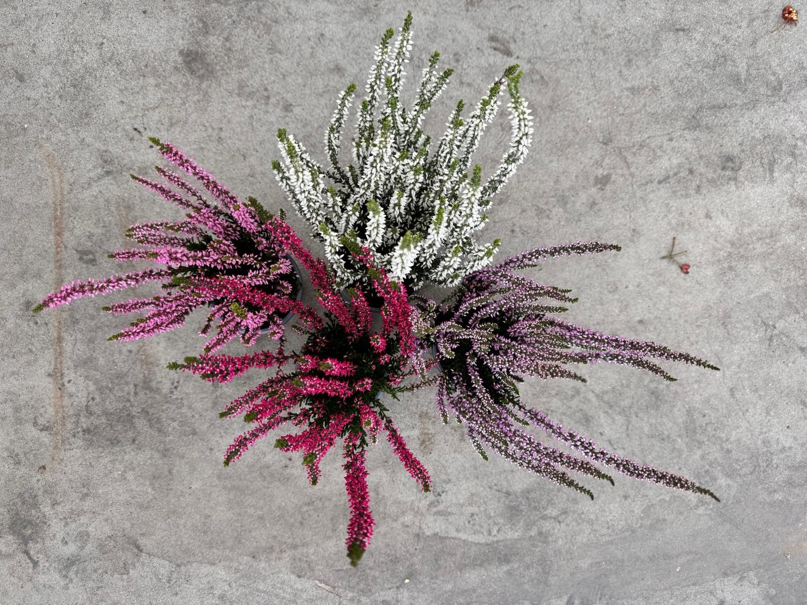 Calluna vulgaris. 'Garden Girls' mix  10/15cm P11