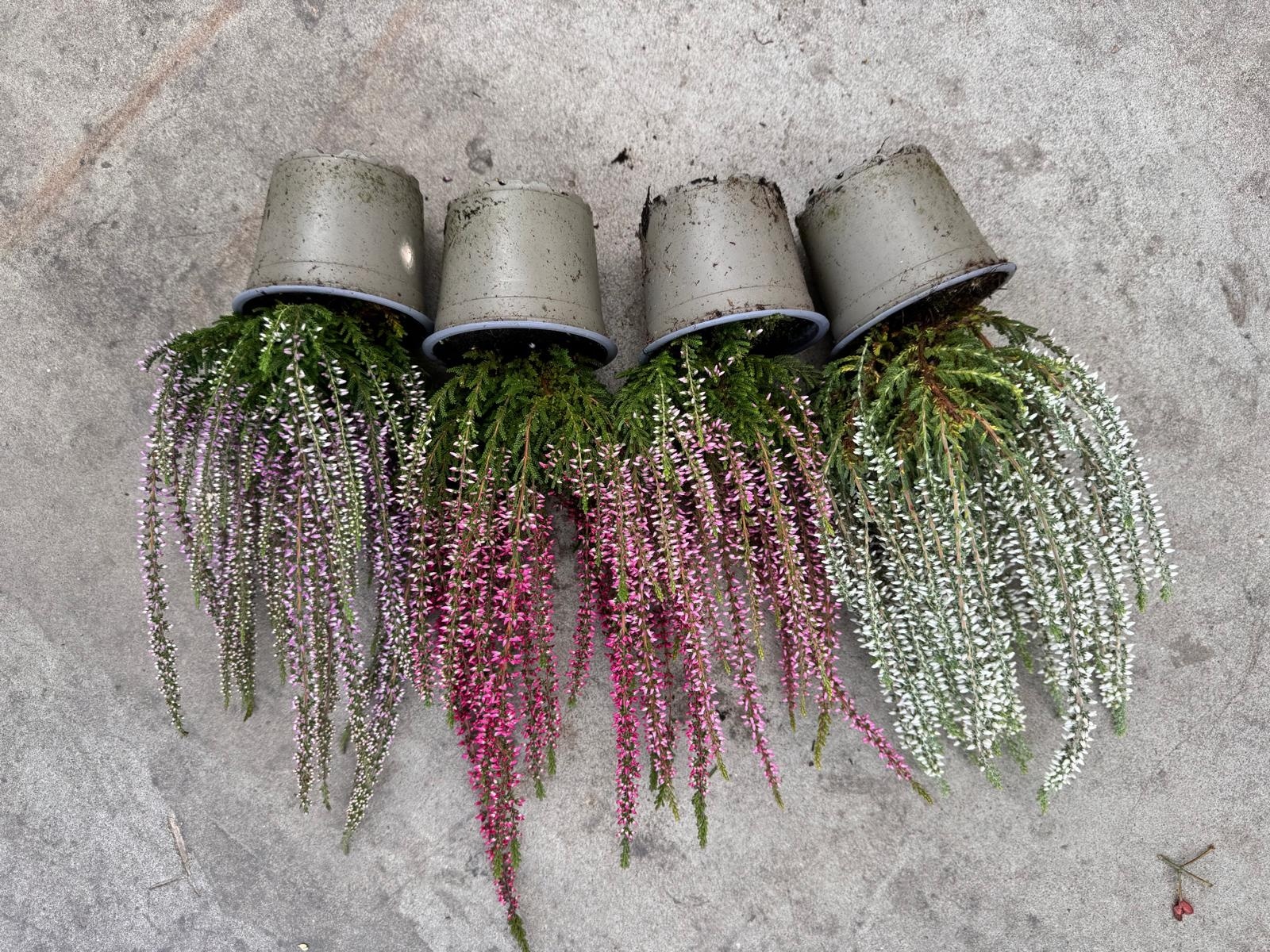 Calluna vulgaris. 'Garden Girls' mix  10/15cm P11