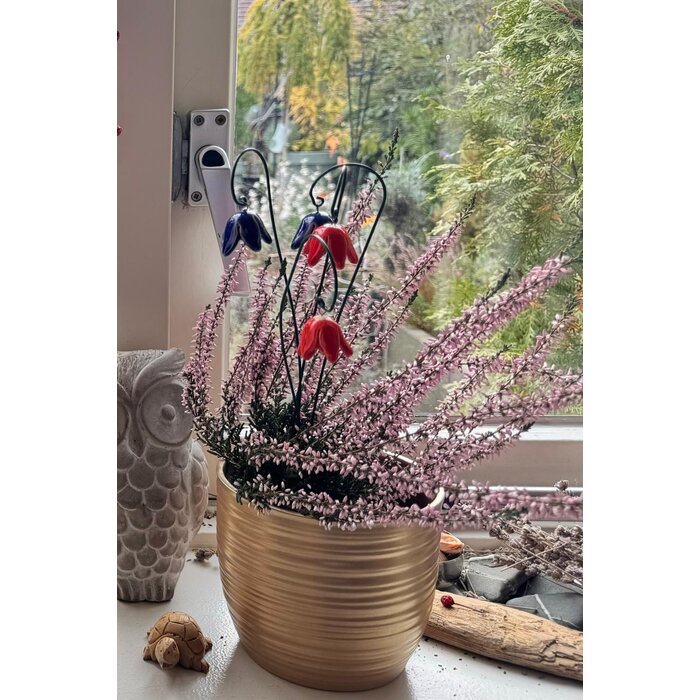 Calluna vulgaris. 'Garden Girls' mix  10/15cm P11