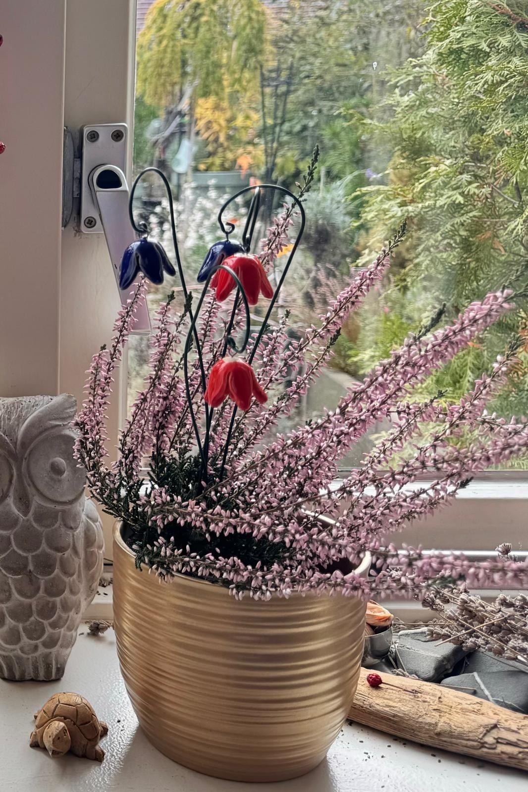 Calluna vulgaris. 'Garden Girls' mix  10/15cm P11