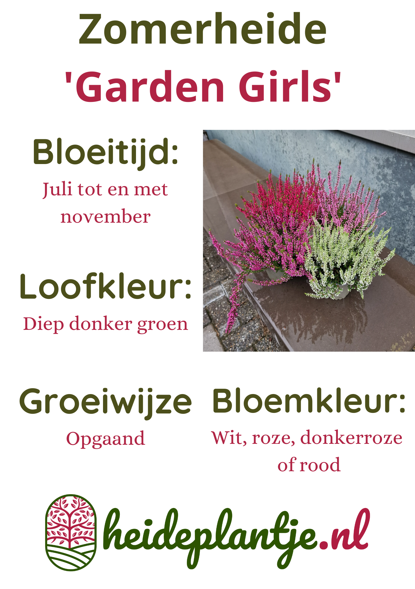 Calluna vulgaris. 'Garden Girls' mix  15/20cm P11