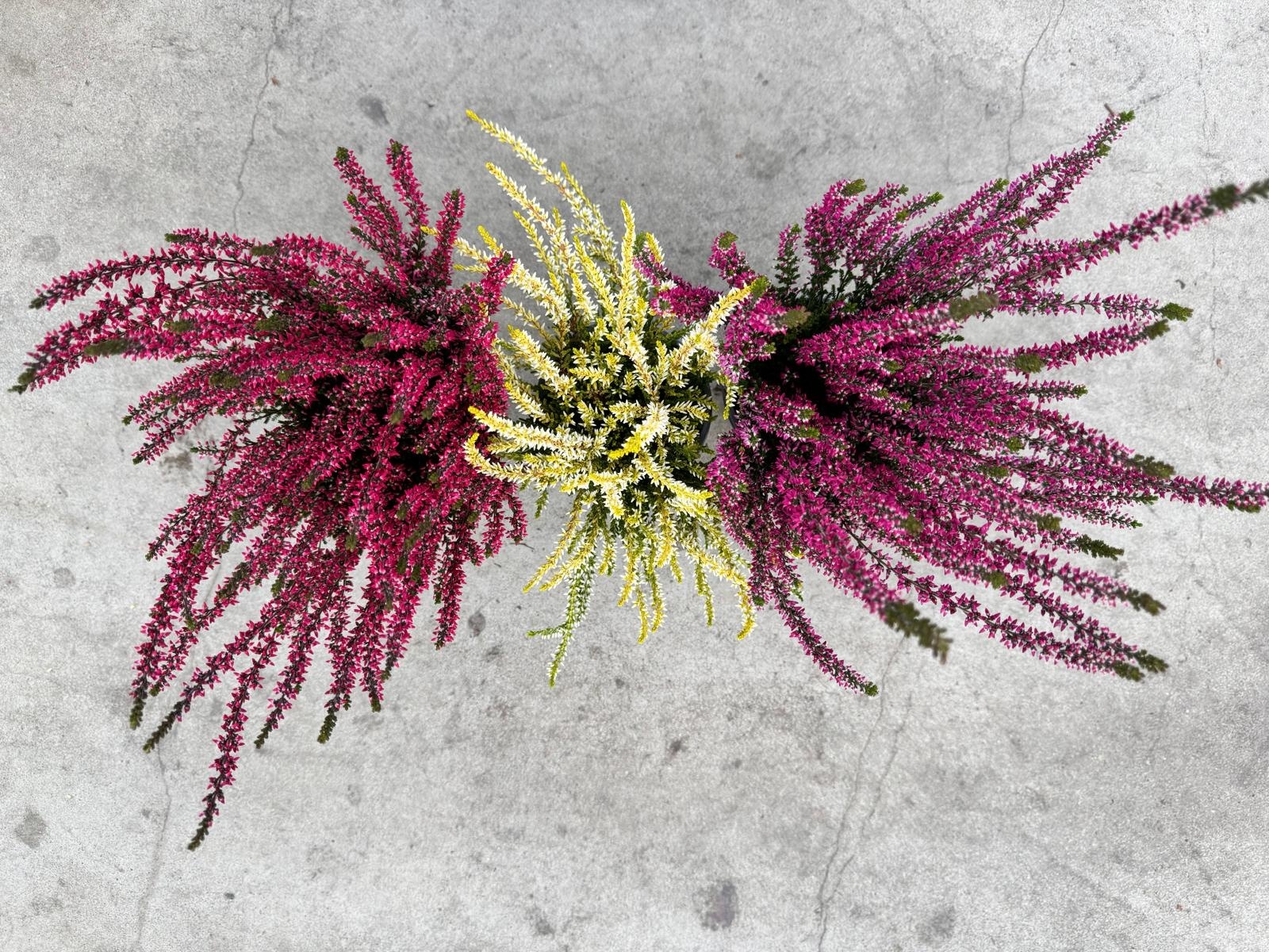 Calluna vulgaris. 'Garden Girls' mix  15/20cm P11