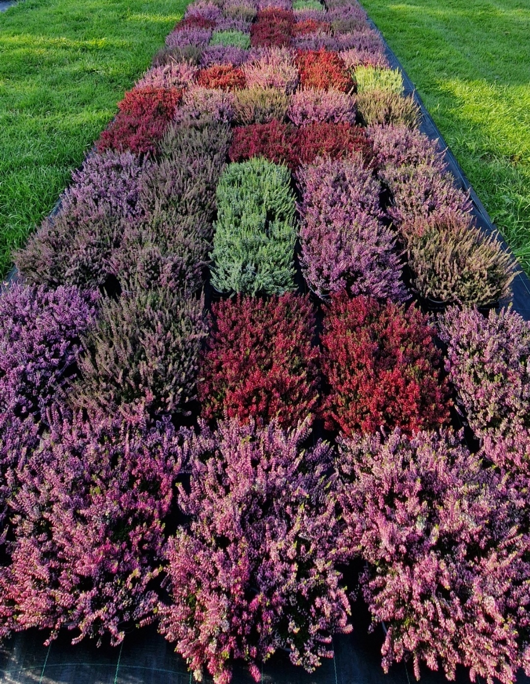 Calluna vulgaris. 'Garden Girls' mix  15/20cm P11