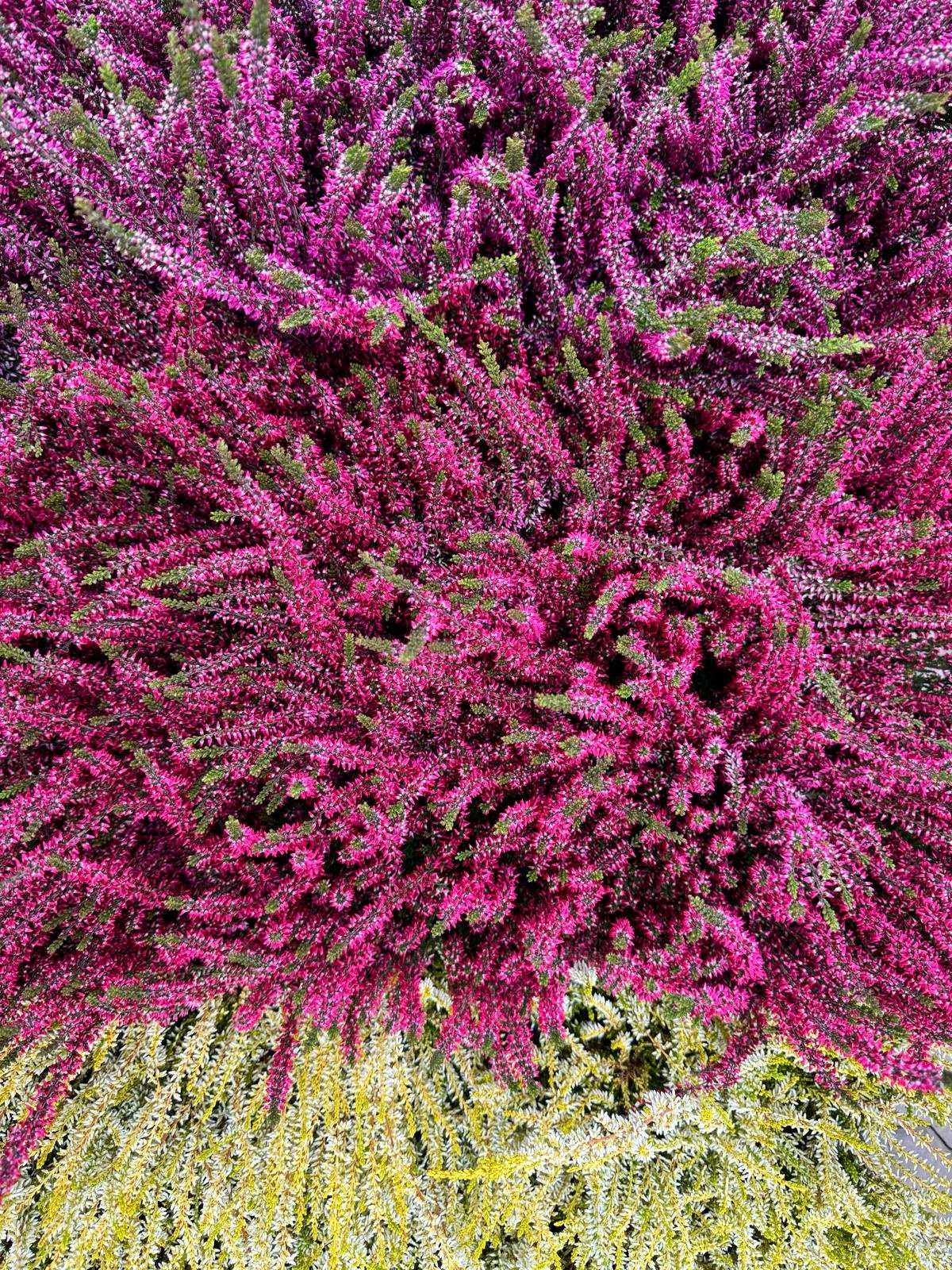 Calluna vulgaris. 'Garden Girls' mix  15/20cm P11