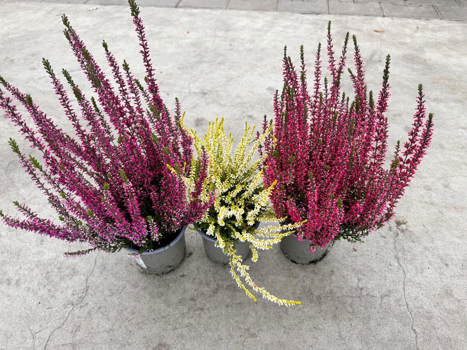 Calluna vulgaris. 'Garden Girls' mix  15/20cm P11