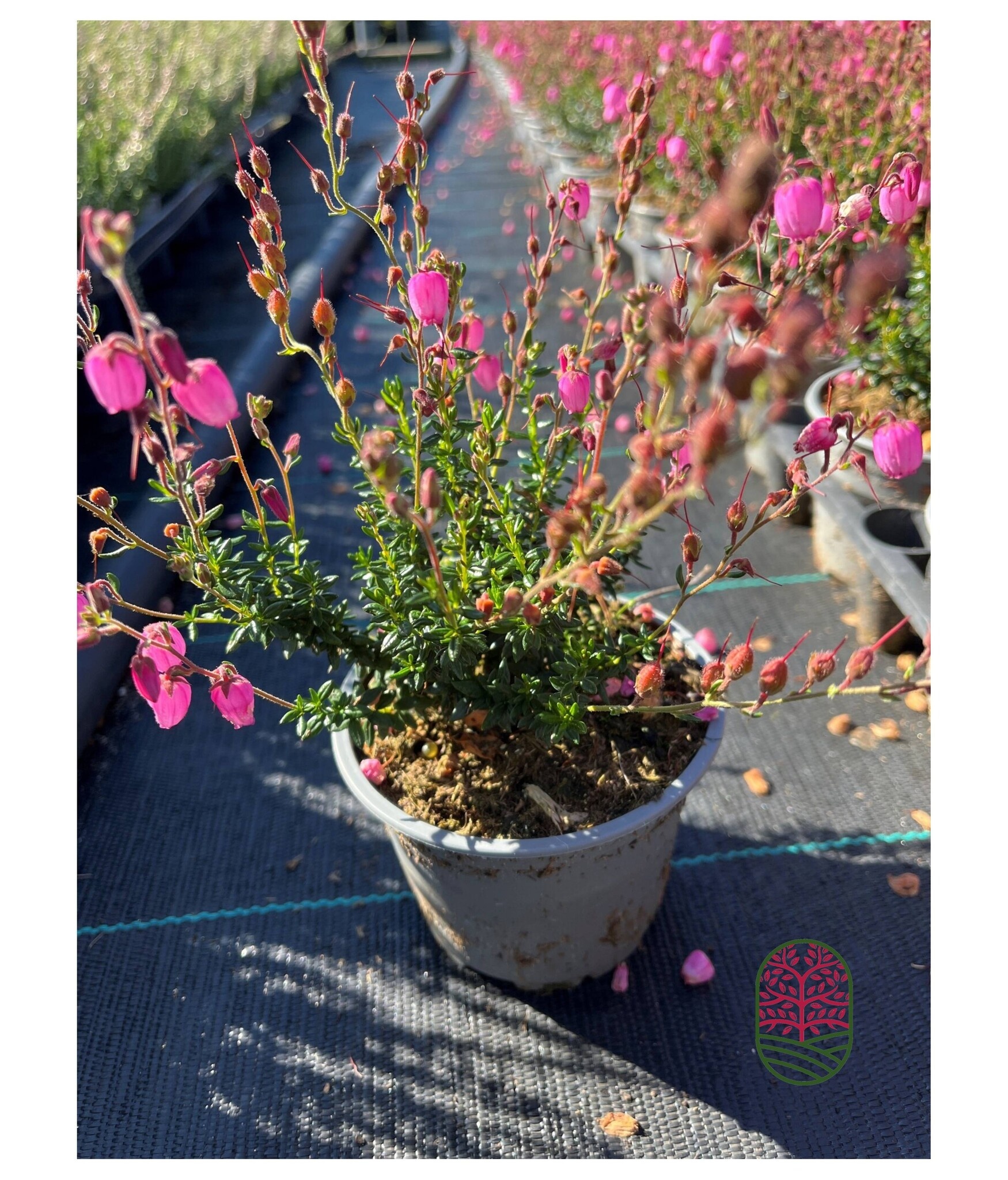 Ierse heide | Daboecia cantabrica. 'Rosella' P10,5