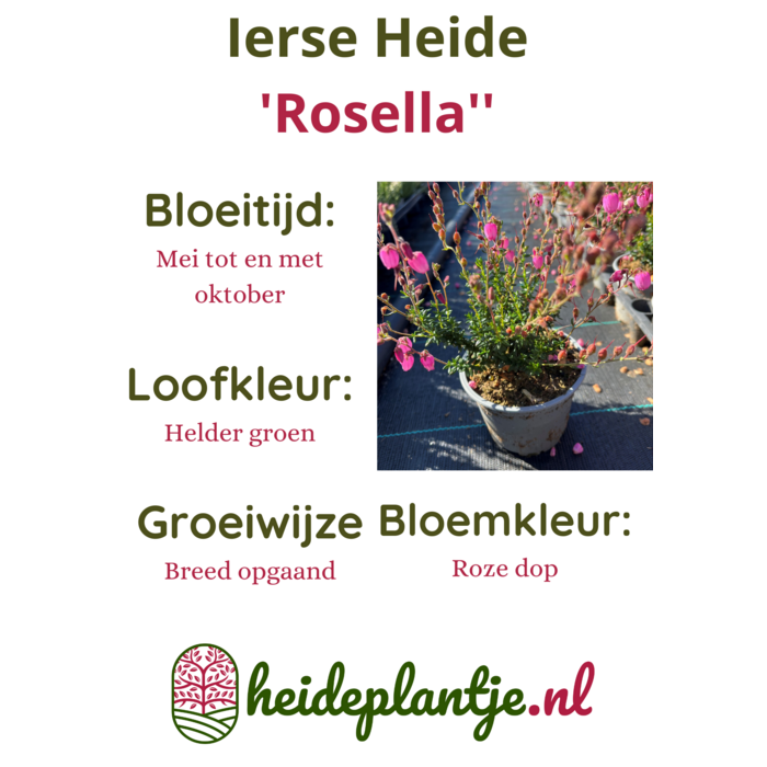 Ierse heide | Daboecia cantabrica. 'Rosella' P10,5