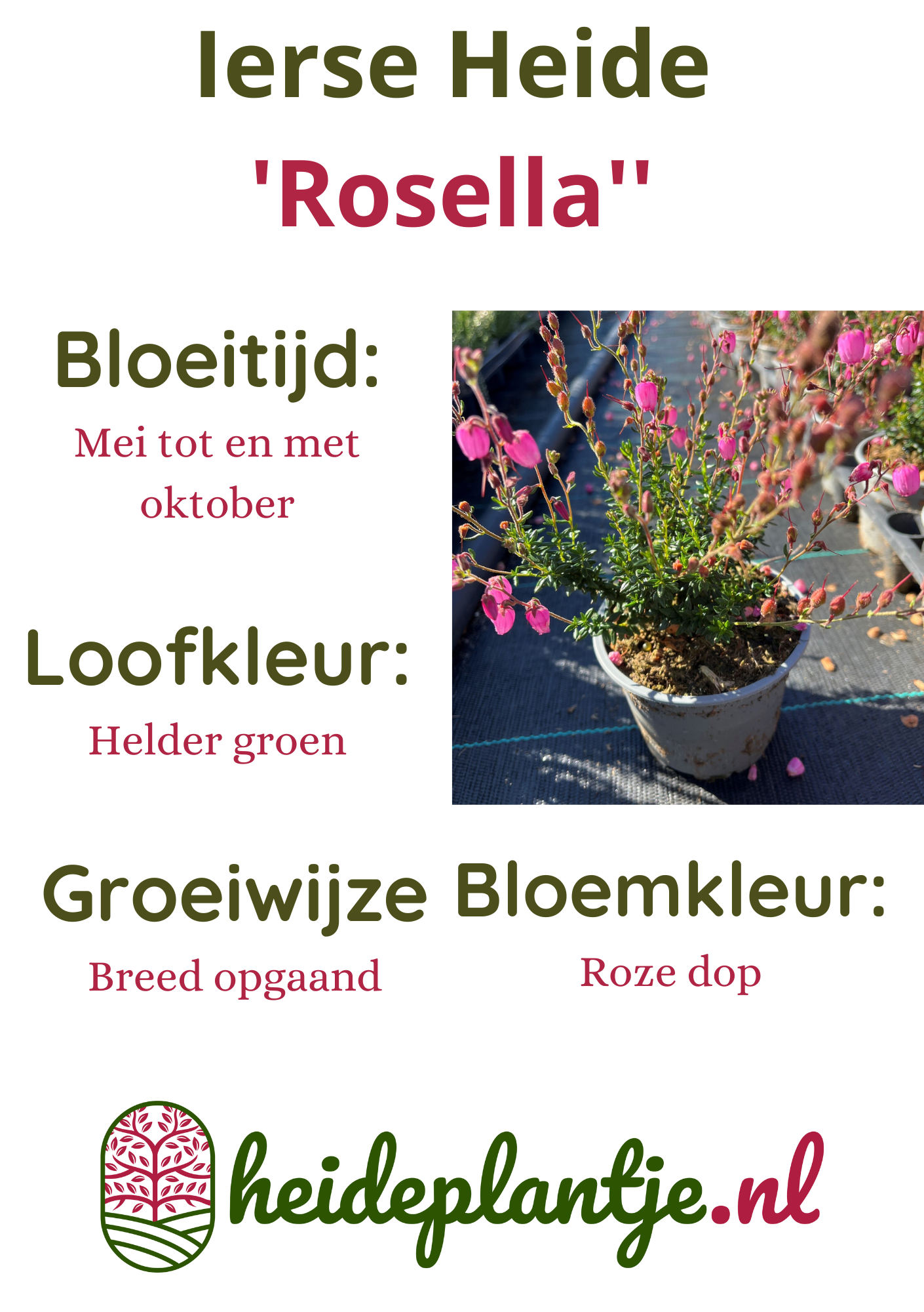 Ierse heide | Daboecia cantabrica. 'Rosella' P10,5