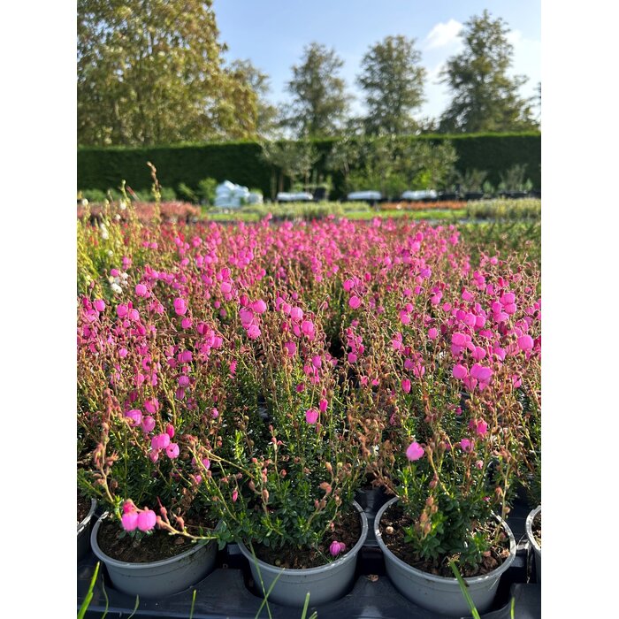 Ierse heide | Daboecia cantabrica. 'Rosella' P10,5