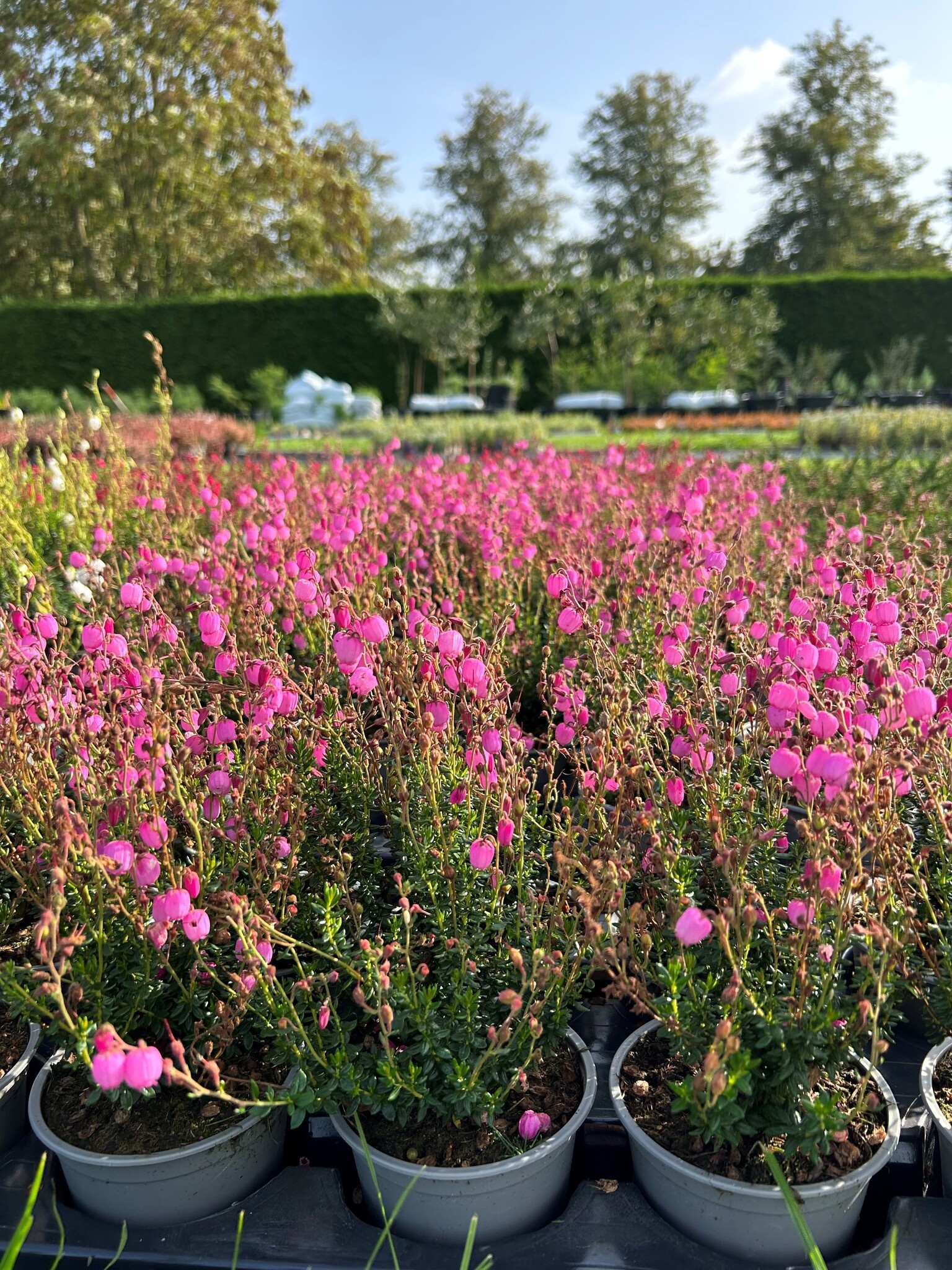 Ierse heide | Daboecia cantabrica. 'Rosella' P10,5