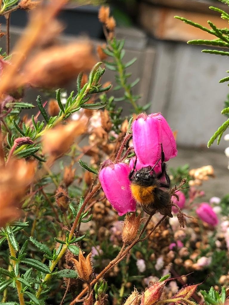 Ierse heide | Daboecia cantabrica. 'Rosella' P10,5