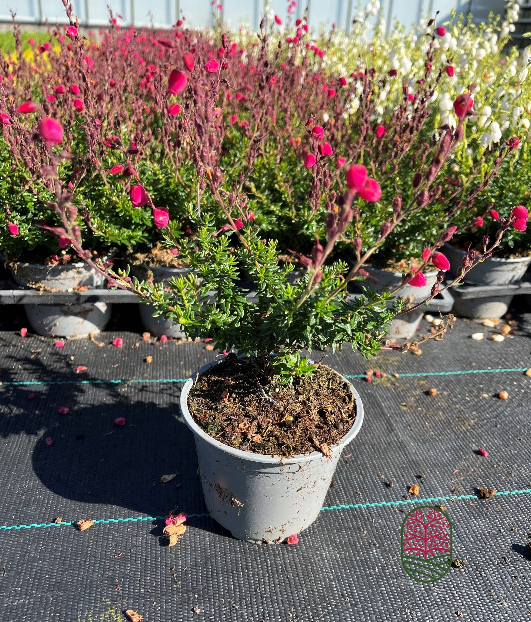 Ierse heide | Daboecia cantabrica. 'Angelina' P10,5