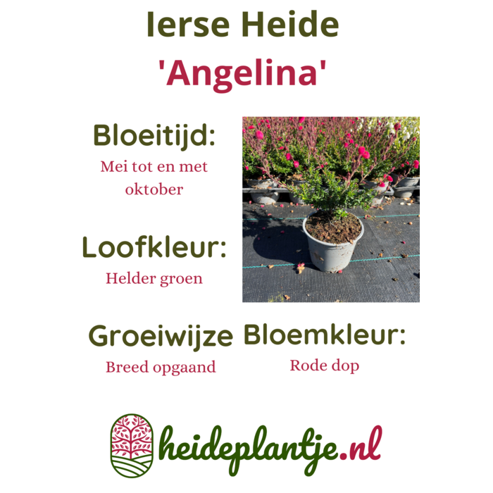 Ierse heide | Daboecia cantabrica. 'Angelina' P10,5