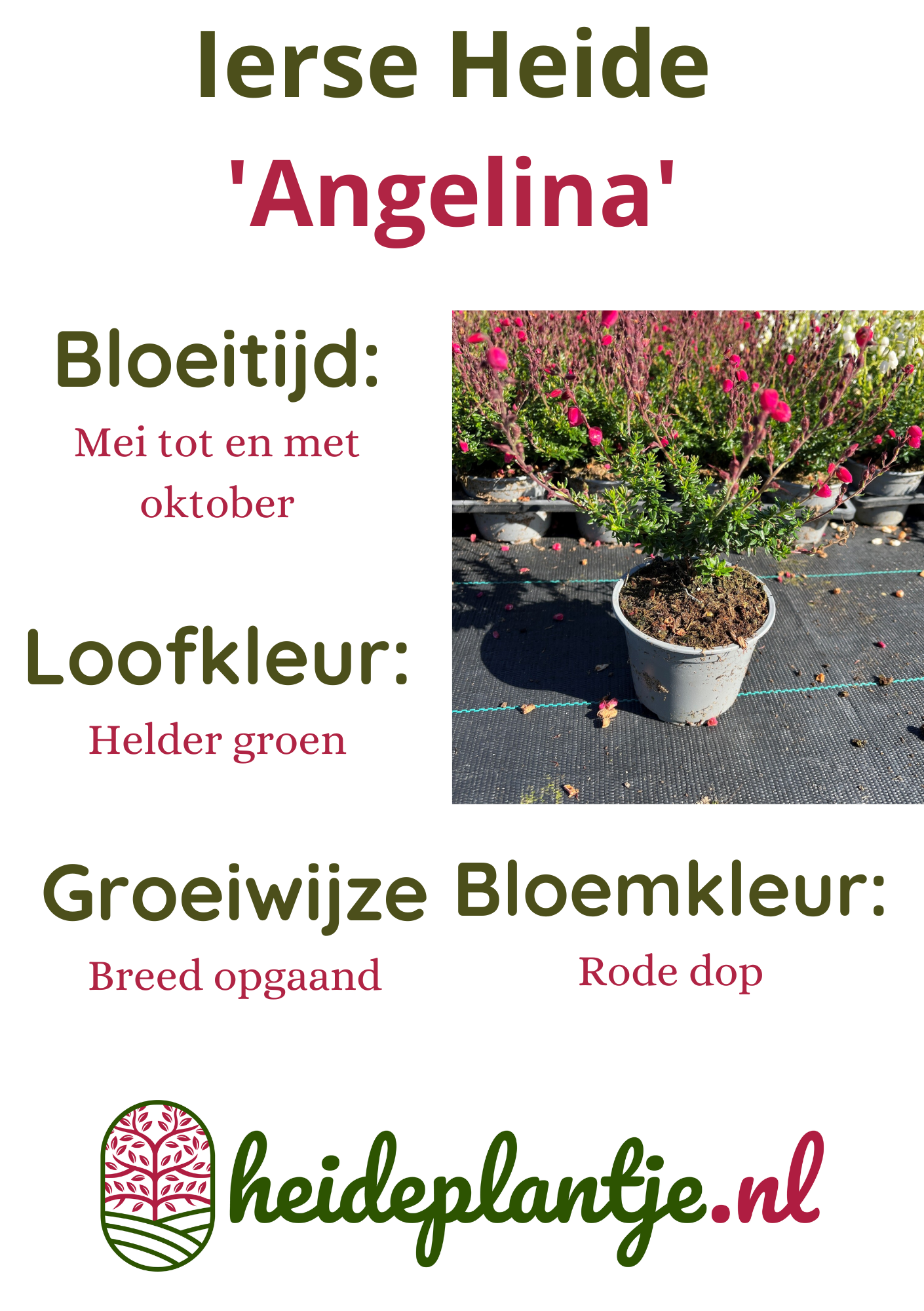 Ierse heide | Daboecia cantabrica. 'Angelina' P10,5