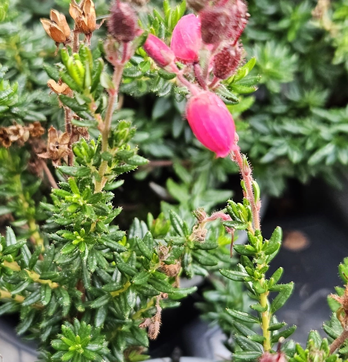 Ierse heide | Daboecia cantabrica. 'Angelina' P10,5