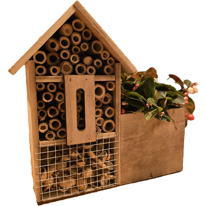 Insectenhotel met Gaultheria Procumbens 'Big Berry'