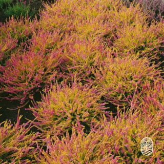 Sommerheide / Besenheide | Calluna vulgaris 'Boskoop'  P10,5