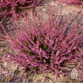 Sommerheide / Besenheide | Calluna vulgaris 'Marleen'  P10,5