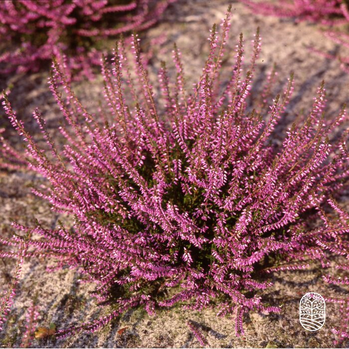 Sommerheide / Besenheide | Calluna vulgaris 'Marleen'  P10,5