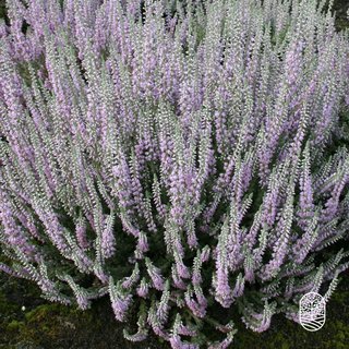 Sommerheide / Besenheide  | Calluna vulgaris 'Silver Knight' P9,5