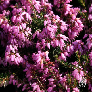 Schneeheide | Erica carnea 'March Seedling'  P10,5