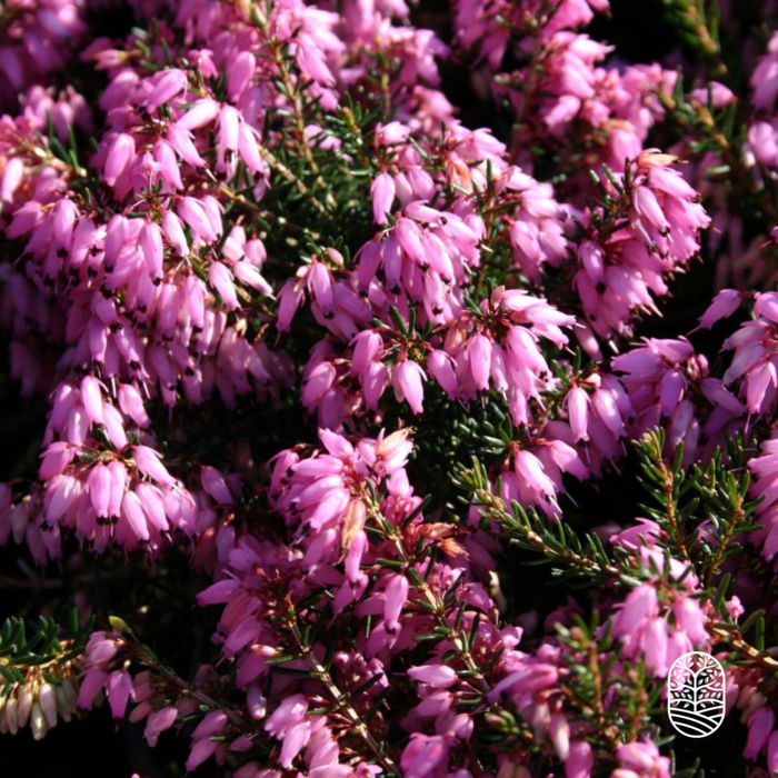 Schneeheide | Erica carnea 'March Seedling'  P10,5